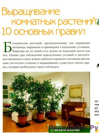 Выращивание комнатных растений 10 основных правил