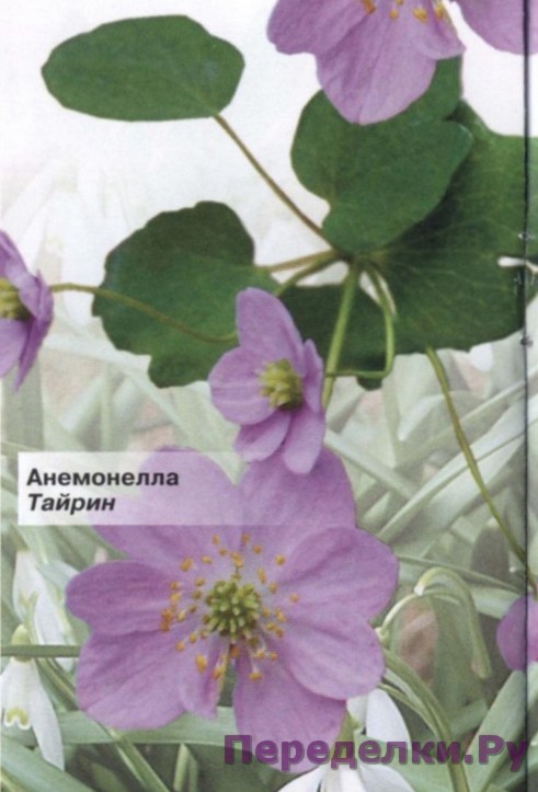 Anemonella vasilistnikovaya 10 3