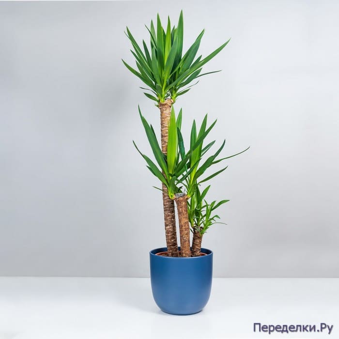 Юкка