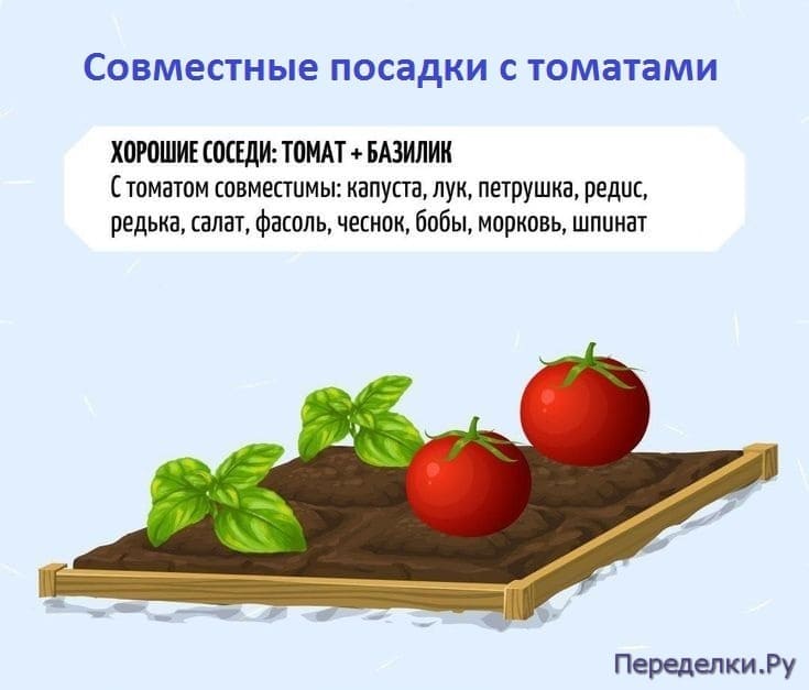 Совместные посадки с томатами